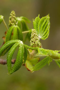 Bahar, genç ağaçlar, yeşil yapraklar, at kestanesi ağacı, Aesculus.