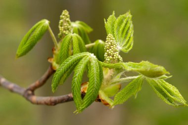 Bahar, genç ağaçlar, yeşil yapraklar, at kestanesi ağacı, Aesculus.