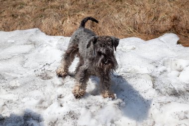 Kardaki köpek, kardaki kalıntılar ve köpek, güneşteki köpek ve kar.