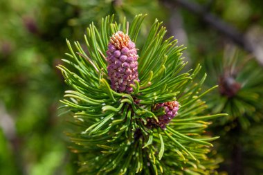 Çam çiçeği, dağların çiçekleri, Pinus Sylvestris