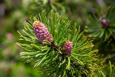 Çam çiçeği, dağların çiçekleri, Pinus Sylvestris