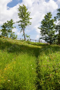 Dağ çayırı, dağ manzarası, yaprak döken ağaçlar, dev dağlar.