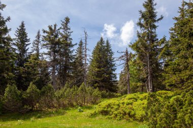 dağlar, dağ manzarası, dağlardaki çam ağaçları, dev dağlar.