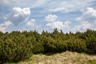 Dağ manzarası, dağ manzarası, Pinus mugo, dev dağlar.