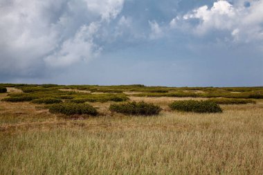 Dağ manzarası, dağ manzarası, Pinus mugo, dev dağlar.