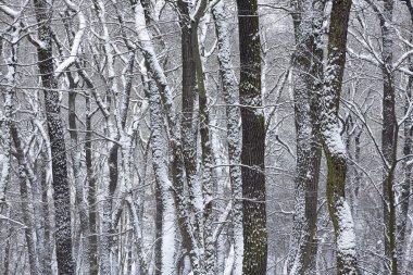Kış zamanı, karlı orman, arka plan ağaçları, karlı ağaçlar
