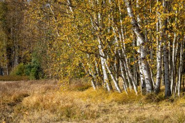 Renkli güneşli sonbahar, sonbahar manzarası, renkli sonbahar huş ağaçları.