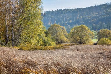 Renkli güneşli sonbahar, sonbahar manzarası, uzun otların sonbahar çayırı, renkli sonbahar ağaçları.