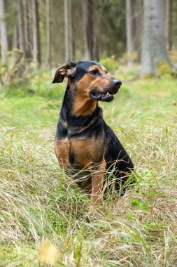 Ormandaki köpek, ormanda melez bir köpek oturuyor, köpekle ormanda yürüyor.