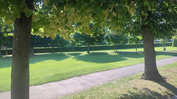 Güzel yeşil park, ağaçlar ve güneş ışığı