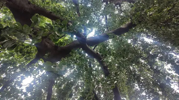 Ormandaki yeşil ağaç