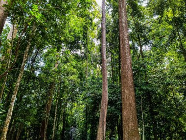 Tropik orman alanı doğa yeşili