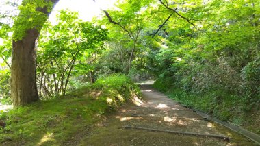 Merdivenler ormanın ışığını gösteriyor.