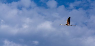 Akdeniz semalarında uçan martı