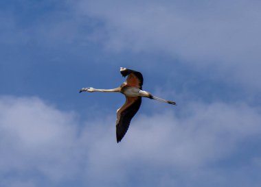 Akdeniz semalarında uçan martı