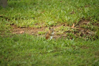 Bir sincap çimen tarlasında canlanır.