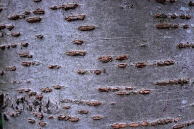 Close up picture of cherry tree trunk bark texture clipart