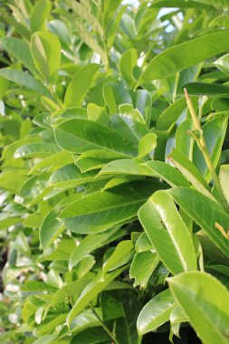 Bir Cherry Laurel Bush İngiltere 'nin yakın plan fotoğrafı.