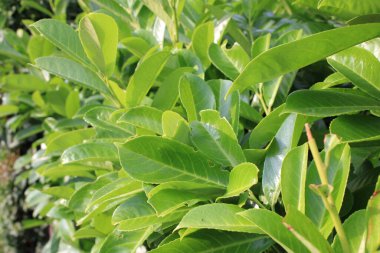 Bir Cherry Laurel Bush İngiltere 'nin yakın plan fotoğrafı.