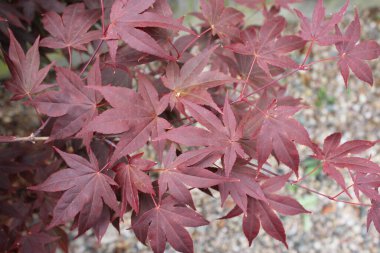 Kırmızı Japon akçaağacı, bir yaz öğleden sonrasında çekilmiş.