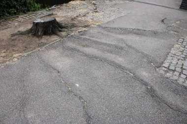 Kesilmiş ağaç kütüğü, kaldırımda görünen ağaç kökü hasarı var.