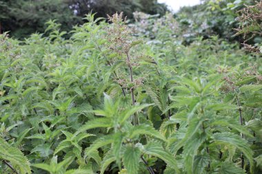 Urtica dioica olarak da bilinen bir grup ısırgan otu.