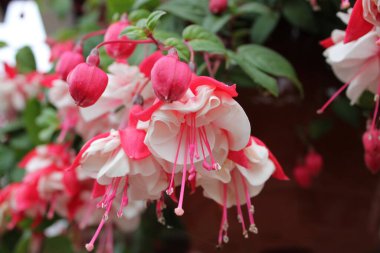 Tomurcukları ve çiçekleri olan bir Fuchsia bitkisinin resmini kapat.