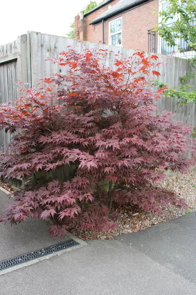Red Japanese maple tree taken on a summers afternoon