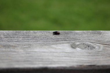 Tahta piknik tezgahındaki tek bir sineğe yaklaş