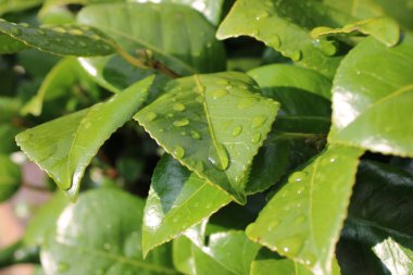 Güneşli bir yaz öğleden sonrasında Cherry Laurel çalılarının üzerine yağmur damlacıkları yağdı.