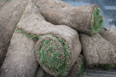 Rastgele istiflenmiş bir avuç taze çimen.