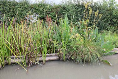 Nehir kenarındaki sazlıklar ve bitkiler