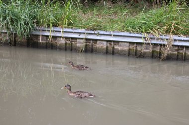 Kanalda yüzen iki Mallard ördeği