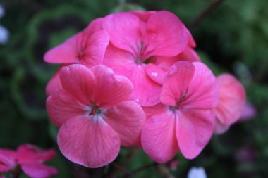 Pembe Geranium Horizon Gül çiçeklerine yaklaş