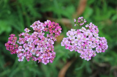 Pembe eflatun renginde Achillea Millefolium çiçekleri