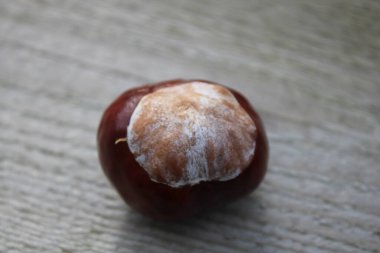 Ahşap bir masada tek bir conker, yakından, bakış açısı