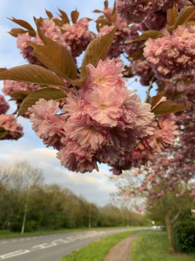 İlkbaharda pembe çiçekli kiraz ağacı dalının resmini kapat. 