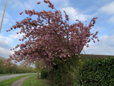 İlkbaharda alınmış pembe çiçekli kiraz ağacı.