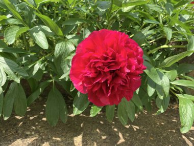 Kırmızı Şakayık bitkisi İngiltere 'de yazın çiçek açıyor. 