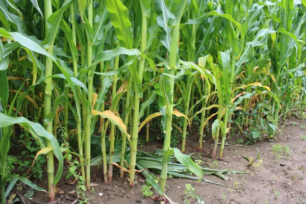 Stem and roots of corn field crops