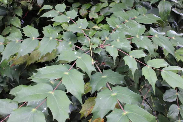 Mahonia beali olarak da bilinen Leatherleaf Mahonia bitkisi, Çin 'e özgüdür.