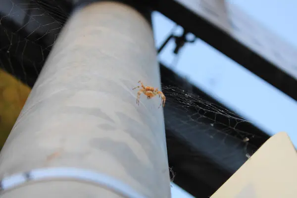 Ağ üzerinde oturan turuncu örümcek bir lamba direğinde, perspektif odaklı