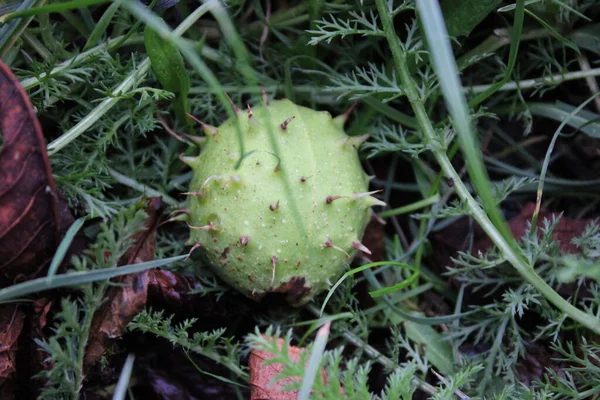 stock image Seed pod from a Horse Chestnut tree laying on the ground in vegetation