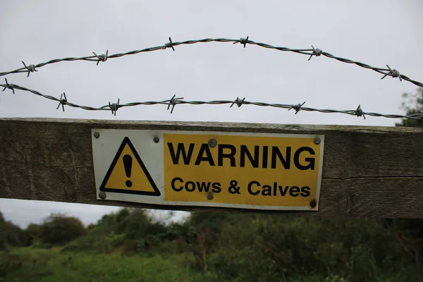 Warning Sign attached to a fence warning people to be weary of cows and calves in the area