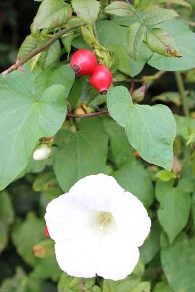 White Ivy flower and Red rose seeds with green foliage