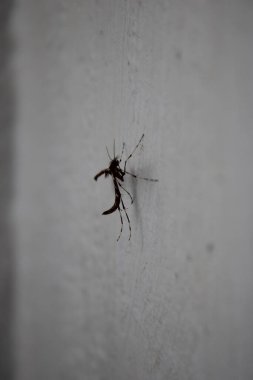 Duvardaki yaygın tüy güvesi, Pterophoridae familyasının bir üyesi, İngiltere 'de yaz aylarında görülen yaygın güve.