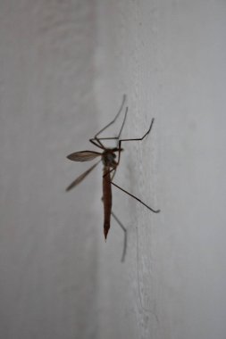 Beyaz bir duvarda kafatası sineği, uzun bacaklı baba olarak da bilinir, yazın görülen yaygın bir böcek.