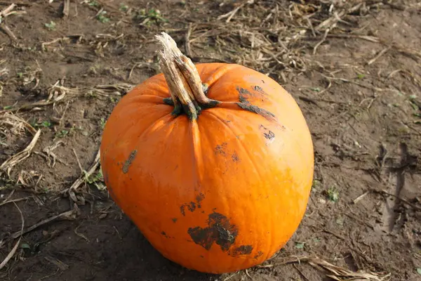 Ripe pumpkin laying in a pumpkin field