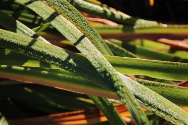 Lomandra Longifolia 'nın yakından çekilmiş resmi Basket Çimi olarak da bilinir, sabah vakti yaprakların üzerinde çiğ taneleri görünür.