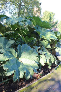 Brezilya rhubarb 'ı olarak da bilinir. Büyük yaz mevsiminde iki metreye kadar büyüyen yeşil otlar yetişir.